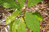 “CAN YOU REALLY GROW AN AVOCADO TREE IN ICELAND?”