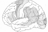 Black-and-white sketch of a human brain as seen from the side, with some parts of it shaded.