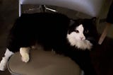 How Well Do You Know Your Cat?