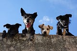 You should love a dog, regardless of breed
