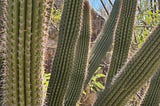 Closeup of an Oregon Pipe Cactus on a sunny day.