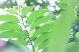 Rain droplets on some green leaves