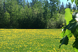 Lessons from the dandelions