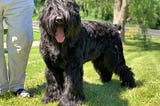 Nikolai is a CKC Champion Black Russian Terrier