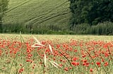 Photo of wheat fields in Tuscany. The foreground field is flush with brillent red poppies.