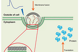 Delivering mRNA by shocking lipid nanoparticle to fuse with cancer cells