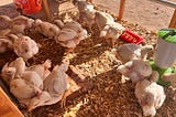 Raising Chickens as a Food Source