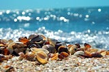 Seashell Chronicles: Discovering Lines of Family