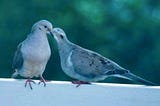 Two Mourning Doves