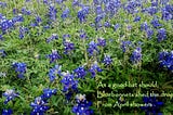 A patch of bluebonnets (Lupinus texensis), the state flower of Texas, bloom in a field near Round Rock, Texas.