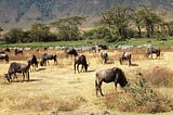 Importance of Wildlife Habitat Monitoring for an Integrated Tanzanian Landscape