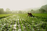 Agri-Input startups in India: Not just an e-commerce play