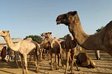 🇸🇴 05/2025 Somalia Travel