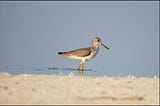 Redshank and its ruminative rummage…