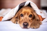 An English Cocker Spaniel