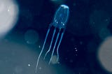 Box Jellyfish Facts