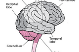 Structure and function of the brain part 1 — the five lobes of the brain