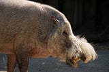 Wild pigs of Southeast Asia