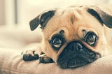Dogs | Acute Abdominal Pain!
