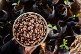 Unleashing the Potential of Impact Investing in the Shea Industry