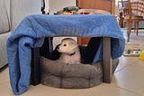 What Taking Care of a Puppy for a Week Taught Me About AI in the Workplace
