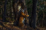 A dramatically-lit photograph of an adult female tiger who seems to be locked in a loving embrace with a tree in the forest