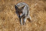Webinar Series on State Wildlife Agencies