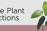 Plants you would love to collect. At prices you can decide…