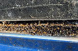 Golden mussels attached to the hull of a watercraft.