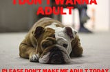 meme of bulldog saying “I don’t wanna adult. Please don’t make me adult.”