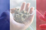 La France s’apprête à commencer la culture du cannabis medical