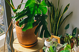 Why Houseplants are not Just another Decoration for Your House?