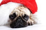 A very sad looking pug dog wearing a santa hat