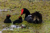 A National Wildlife Refuge in Louisiana Feeds the Soul