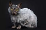 The Enigmatic Lykoi Cat Breed — A Comprehensive Guide