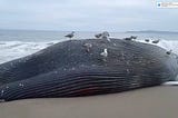 What’s behind recent rise in whale deaths around San Francisco Bay?