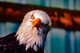 Eagles Gets Exceptional Training In Bird Kingdom