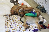 Austin Pets Alive! First-Ever Parvo Puppy ICU is Saving Thousands of Lives