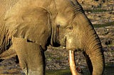 Elephants in Musth: Love on the Brain