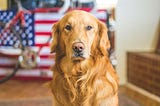 Election Thoughts From An Unlikely Source