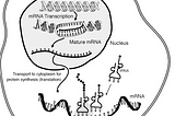 mRNA is like a Virus definition signature Update for our Body — A Perspective from a Software…