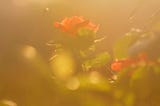 Beautiful rose basking in sunset haze. Mother’s Day 2022 — Copyright Jean Huang Photography.jpg.