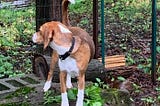 A beagle puppy looks longingly into the neighbor’s yard