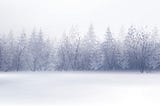 wintery forest landscape in shades of grey