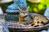 A tabby cat lies on a tiled table outdoors with front paws folded in front and eyes squinted