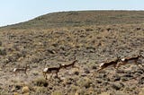 Pronghorn and Coffee