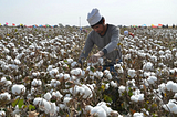 Global Cotton Supplies are Tainted by Forced Uyghur Labour in China