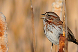 Small brown bird sitting on cattails, with beak open