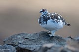 male ptarmigan stands on a rock