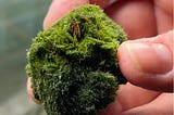 Someone holding a Marimo moss ball with a zebra mussel attached to it.